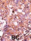 Phospho-LPR1(S4520) Antibody